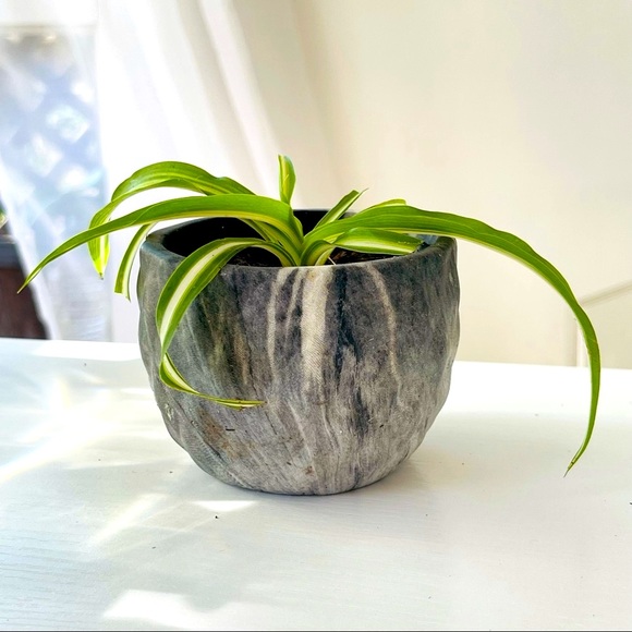 Bonnie Spider Plant in Dark Gray Marble Pot - Picture 3 of 7